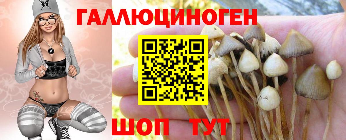 Псилоцибиновые грибы прущие грибы Кандалакша